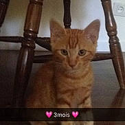 Litchi participe au concours pour gagner de l'argent avec cette photo : american_shorthair, asian, carnivore, cat, chair, domestic_short_haired_cat, fawn, felidae, kitten, small_to_medium_sized_cats, tabby_cat, whiskers