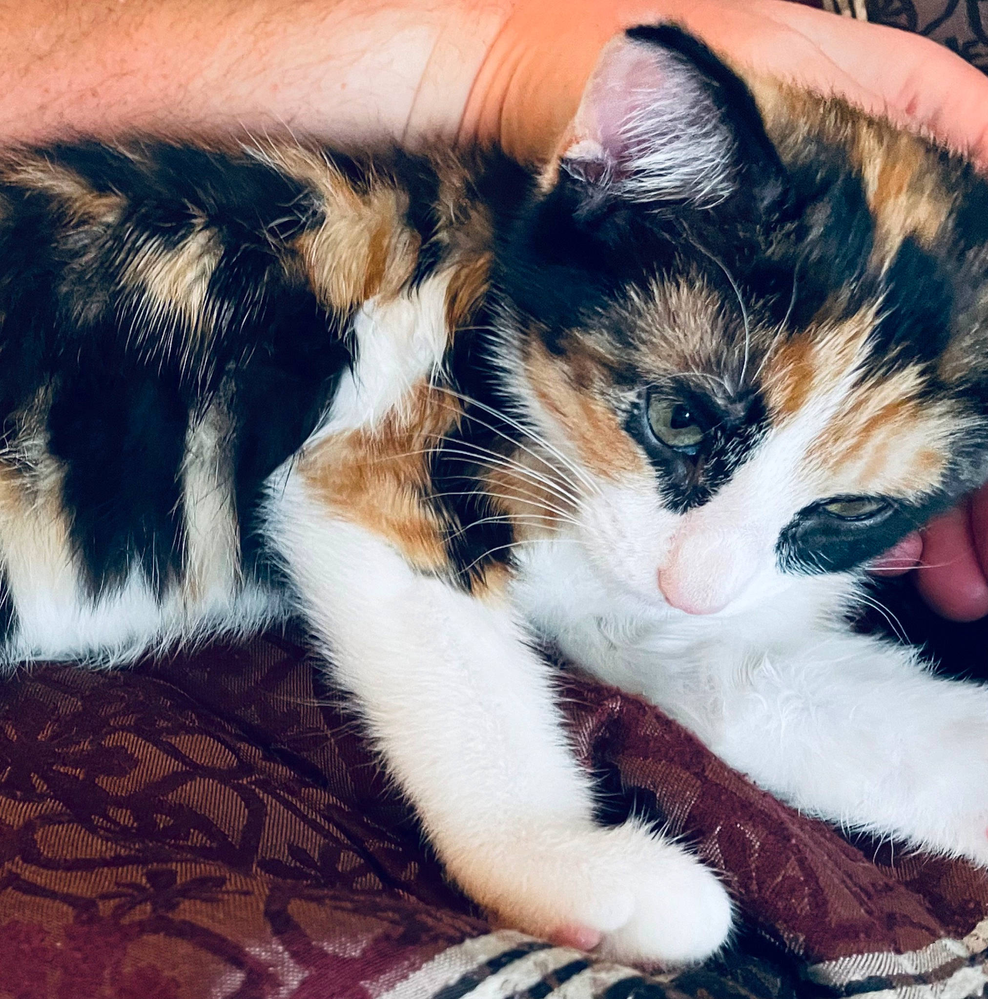 Josie joined the competition — help win amazing prizes! carnivore, cat, claw, close_up, cloud, comfort, domestic_short_haired_cat, fawn, felidae, foot, fur, grass, human_leg, leg, nap, paw, small_to_medium_sized_cats, snout, tail, whiskers