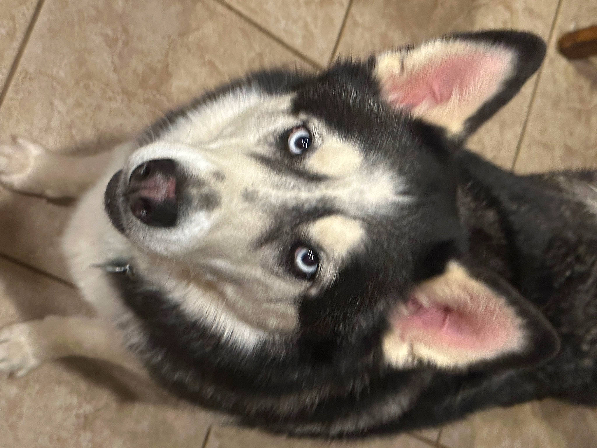 Sampson joined the competition — help win amazing prizes! canidae, carnivore, companion_dog, dog, dog_breed, east_european_shepherd, fur, paw, siberian_husky, sled_dog, snout, sporting_group, terrestrial_animal, whiskers, working_animal, working_dog