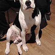 Casino is registered to the contest to win money with this photo: animal, black_and_white, black_pants, canine, casual, companion, curious, dog, domestic, flooring, green_shirt, household, indoor, looking, obeying, person, pet, seated, sitting, wooden_floor