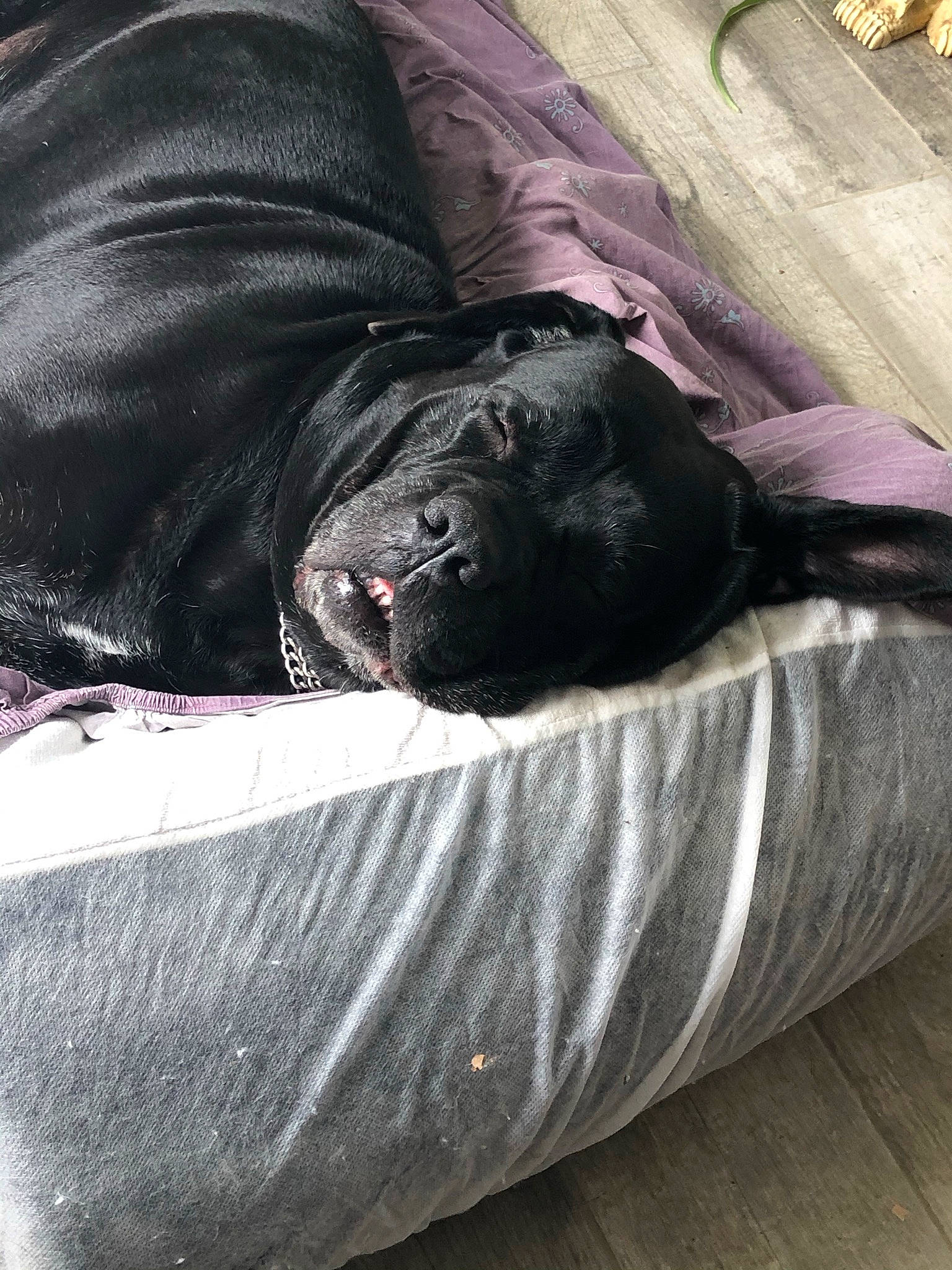 Jaya a rejoint le concours — aidez-le/la à gagner de superbes lots ! canidae, carnivore, companion_dog, dog, dog_breed, guard_dog, nap, sleep, snout, sporting_group