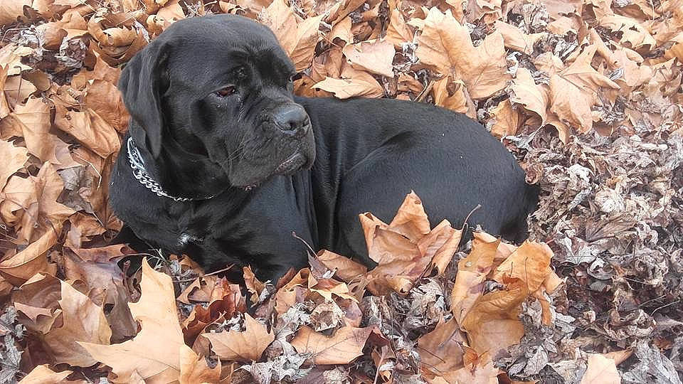 Jaya participe au concours pour gagner de l'argent avec cette photo : cane_corso, canidae, carnivore, dog, dog_breed, fawn, fila_brasileiro, hunting_dog, mammal, sporting_group, vertebrate