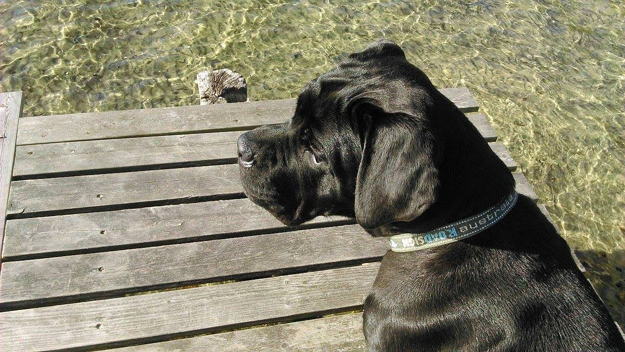 Jaya a rejoint le concours — aidez-le/la à gagner de superbes lots ! cane_corso, canidae, carnivore, collar, dog, dog_breed, dog_collar, fawn, fila_brasileiro, german_wirehaired_pointer, great_dane, guard_dog, mammal, plott_hound, snout, sporting_group, vertebrate, working_dog