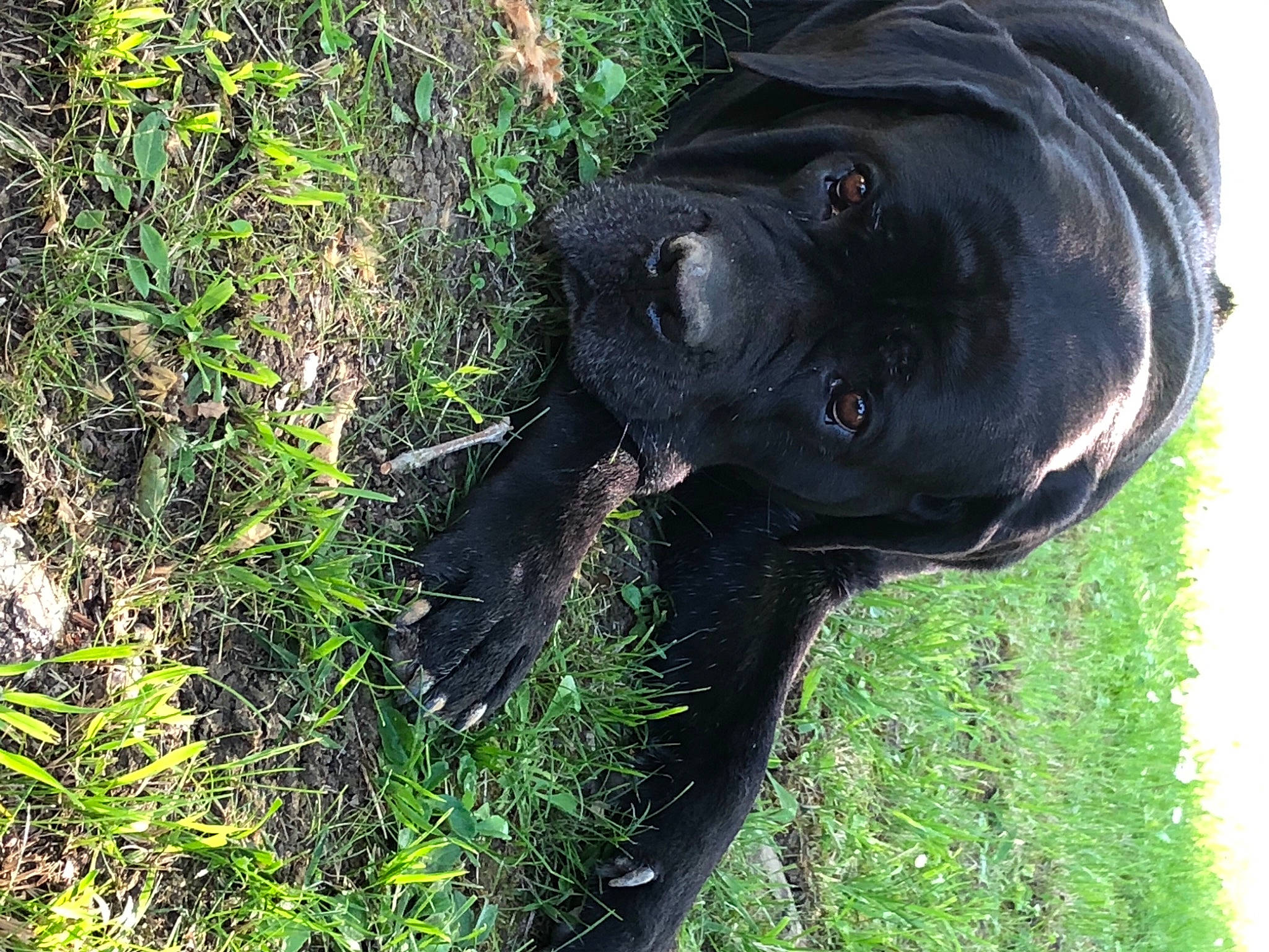 Jaya a rejoint le concours — aidez-le/la à gagner de superbes lots ! bandog, cane_corso, canidae, carnivore, dog, dog_breed, grass, guard_dog, mammal, non_sporting_group, shar_pei, snout, sporting_group