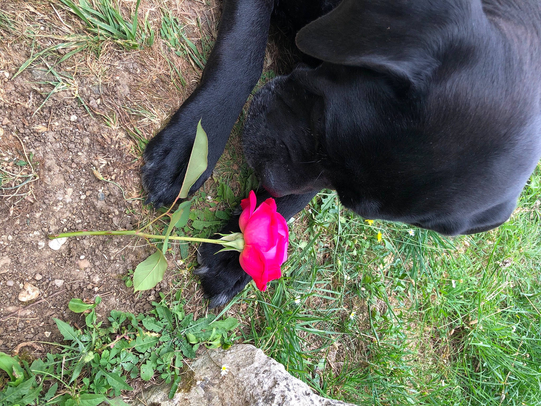 Jaya a rejoint le concours — aidez-le/la à gagner de superbes lots ! canidae, dog, flower, labrador_retriever, patterdale_terrier, plant, sporting_group