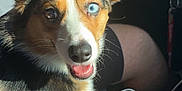 Kiwi joined the competition — help win amazing prizes! dog, car, pet, animal, blue_eye, brown_eye, heterochromia, sunlight, seat, steering_wheel, interior, happy, ears, fur, mouth_open, tongue, paw, person_arm, window, dashboard