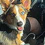 dog, car, pet, animal, blue_eye, brown_eye, heterochromia, sunlight, seat, steering_wheel, interior, happy, ears, fur, mouth_open, tongue, paw, person_arm, window, dashboard