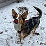 Kiwi is registered to the contest to win money with this photo: dog, blue_eyes, snow, outdoor, playful, tongue, ears, red_harness, animal, pet, winter, fur, canine, standing, ground, leaf, footprint, nature, mammal, cute