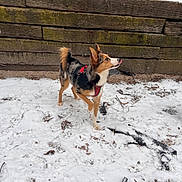 Kiwi joined the competition — help win amazing prizes! dog, snow, outdoor, wooden_fence, animal, pet, winter, canine, playful, red_harness, paw_lifted, fur, walking, nature, daylight, two_dogs, black_dog, brown_dog, tongue_out, ground