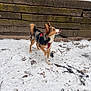 dog, snow, outdoor, wooden_fence, animal, pet, winter, canine, playful, red_harness, paw_lifted, fur, walking, nature, daylight, two_dogs, black_dog, brown_dog, tongue_out, ground