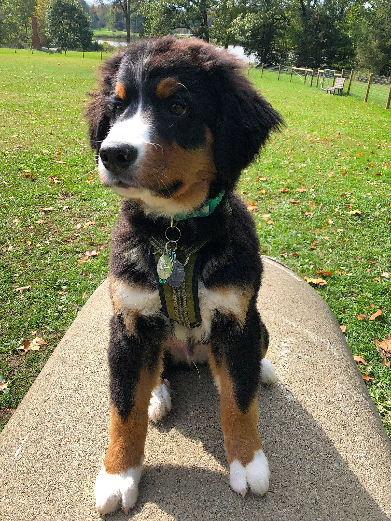 Zuse joined the competition — help win amazing prizes! appenzeller_sennenhund, australian_collie, bernese_mountain_dog, canidae, carnivore, companion_dog, dog, dog_breed, english_shepherd, entlebucher_mountain_dog, greater_swiss_mountain_dog, mammal, miniature_australian_shepherd, puppy, rare_breed_dog, snout, sporting_group, vertebrate, welsh_sheepdog, working_dog