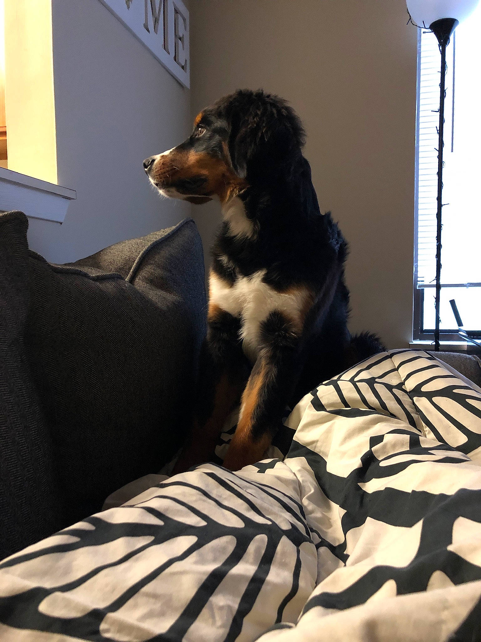 Zuse is registered to the contest to win money with this photo: canidae, carnivore, companion_dog, dog, dog_bed, dog_breed, furniture, guard_dog, linens, room, sporting_group