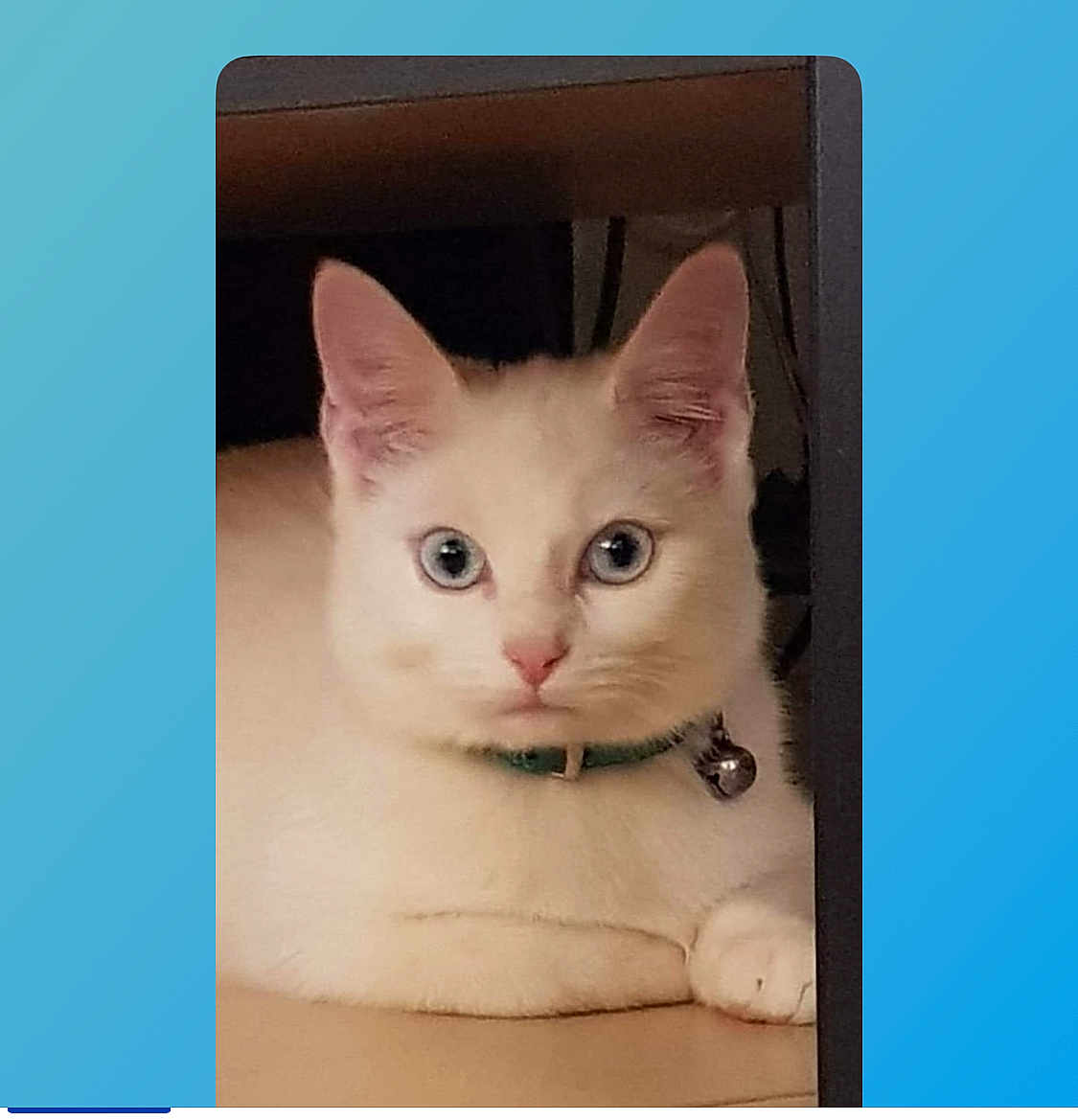 Snow participe au concours pour gagner de l'argent avec cette photo : cat, white_cat, blue_eyes, collar, bell, pet, indoor, feline, resting, curious, closeup, animal, young_cat, domestic_cat, looking, cute, whiskers, paw, fur, sitting