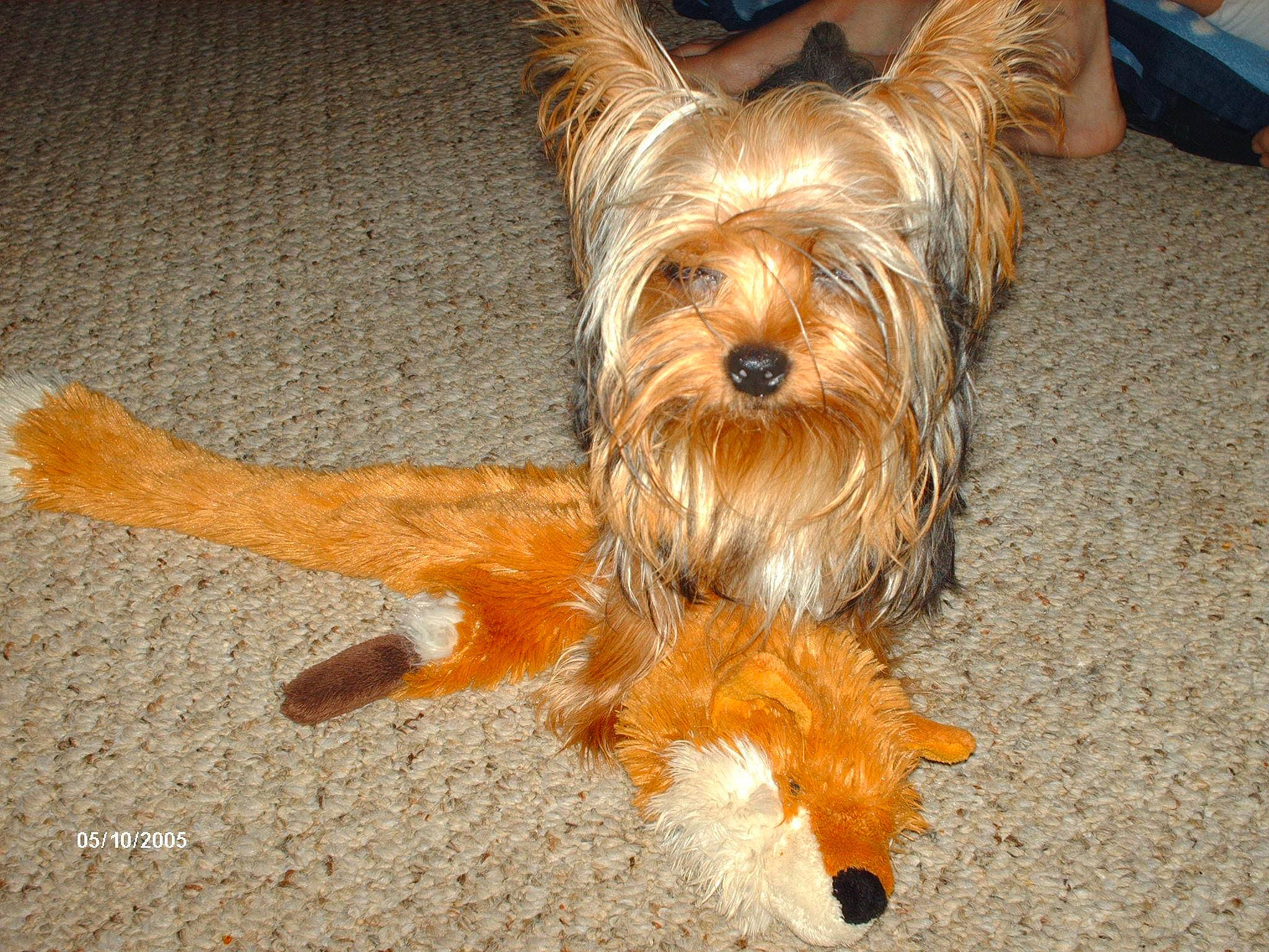 Maggie is registered to the contest to win money with this photo: biewer_terrier, canidae, carnivore, companion_dog, dog, dog_breed, fawn, fur, liver, puppy, road_surface, small_terrier, snout, sporting_group, terrestrial_animal, terrier, toy_dog, water_dog, working_animal, yorkipoo