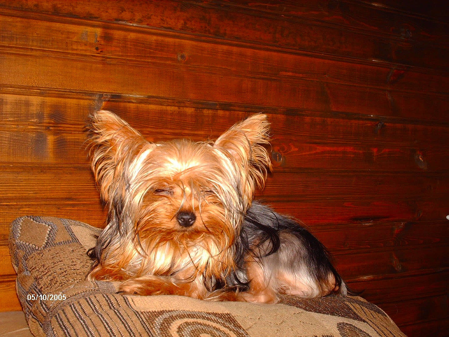 Maggie is registered to the contest to win money with this photo: canidae, carnivore, companion_dog, dog, dog_breed, dog_supply, fawn, flooring, hardwood, liver, plank, small_terrier, snout, sporting_group, terrier, toy_dog, varnish, wood, wood_stain, working_animal