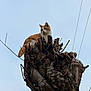 cat, orange_cat, animal, tree, tree_stump, branches, sky, outdoor, nature, fur, sitting, portrait, curious, calm, pet, power_lines, trunk, high_angle, perched, solitary