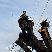 Friday joined the competition — help win amazing prizes! cat, orange_cat, tabby, tree, tree_trunk, cut_branches, branch, sky, cloudy_sky, wires, utility_pole, outdoor, perched, animal, feline, silhouette, leafless_trees, nature, high_perch, watchful