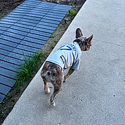 Luna joined the competition — help win amazing prizes! animal, back_view, blue, canine, casual, concrete, daytime, dirt, dog, ears, grass, jersey, nature, outdoor, pavement, pet, sidewalk, small_dog, sportswear, walking