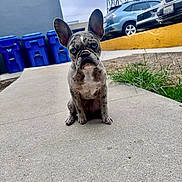 Luna joined the competition — help win amazing prizes! french_bulldog, puppy, dog, blue_eyes, sitting, sidewalk, concrete, parking_lot, cars, recycling_bins, urban, outdoor, curb, grass, ears, animal, pet, daylight, watchful, portrait