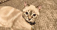Nocturne participe au concours pour gagner de l'argent avec cette photo : cat, kitten, blue_eyes, collar, bell, pet, feline, cream_color, striped, whiskers, ears, paws, blanket, textured, indoor, cute, curious, animal, resting, closeup