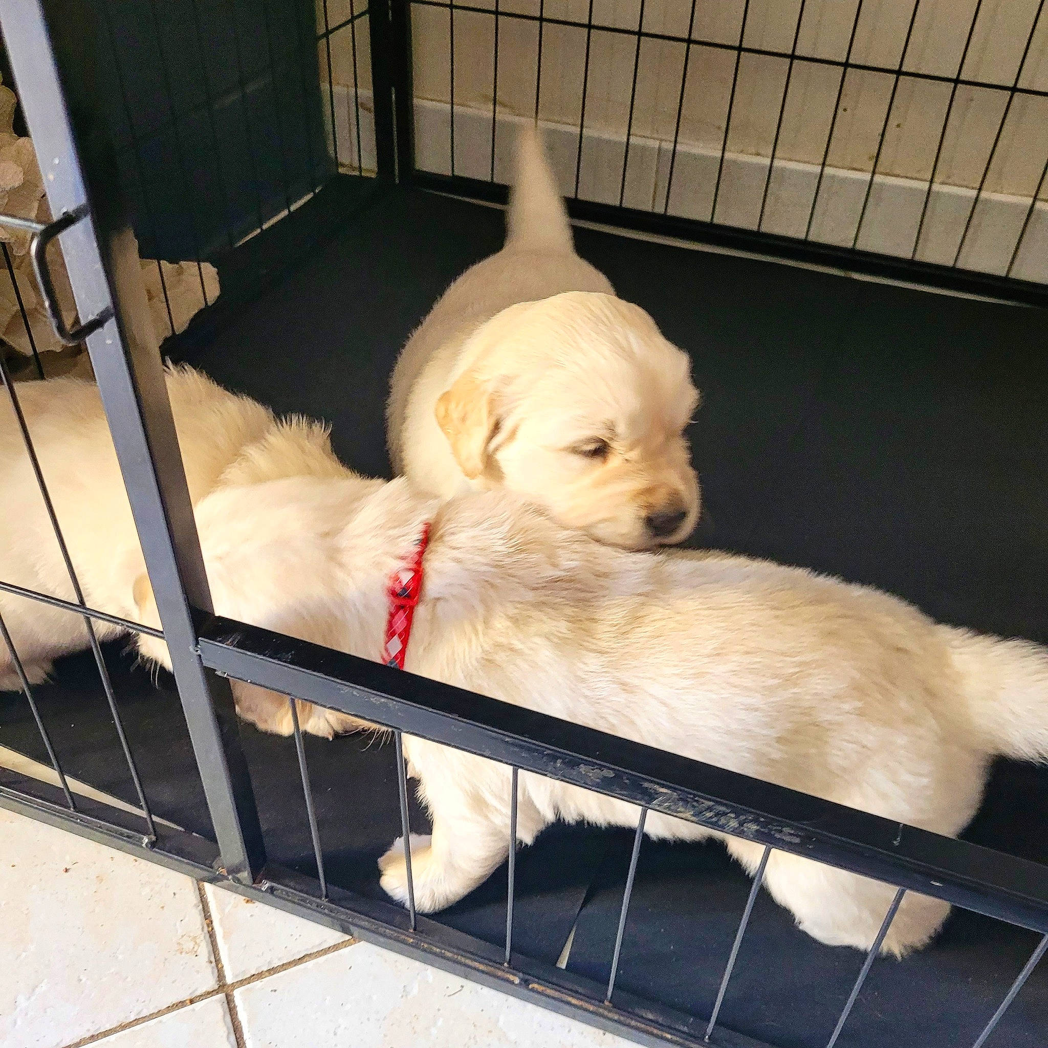 Major participe au concours pour gagner de l'argent avec cette photo : animal_shelter, cage, canidae, carnivore, comfort, companion_dog, dog, dog_breed, dog_crate, dog_supply, fawn, flooring, fur, kennel, pet_supply, snout, sporting_group, tail, toy_dog, working_animal