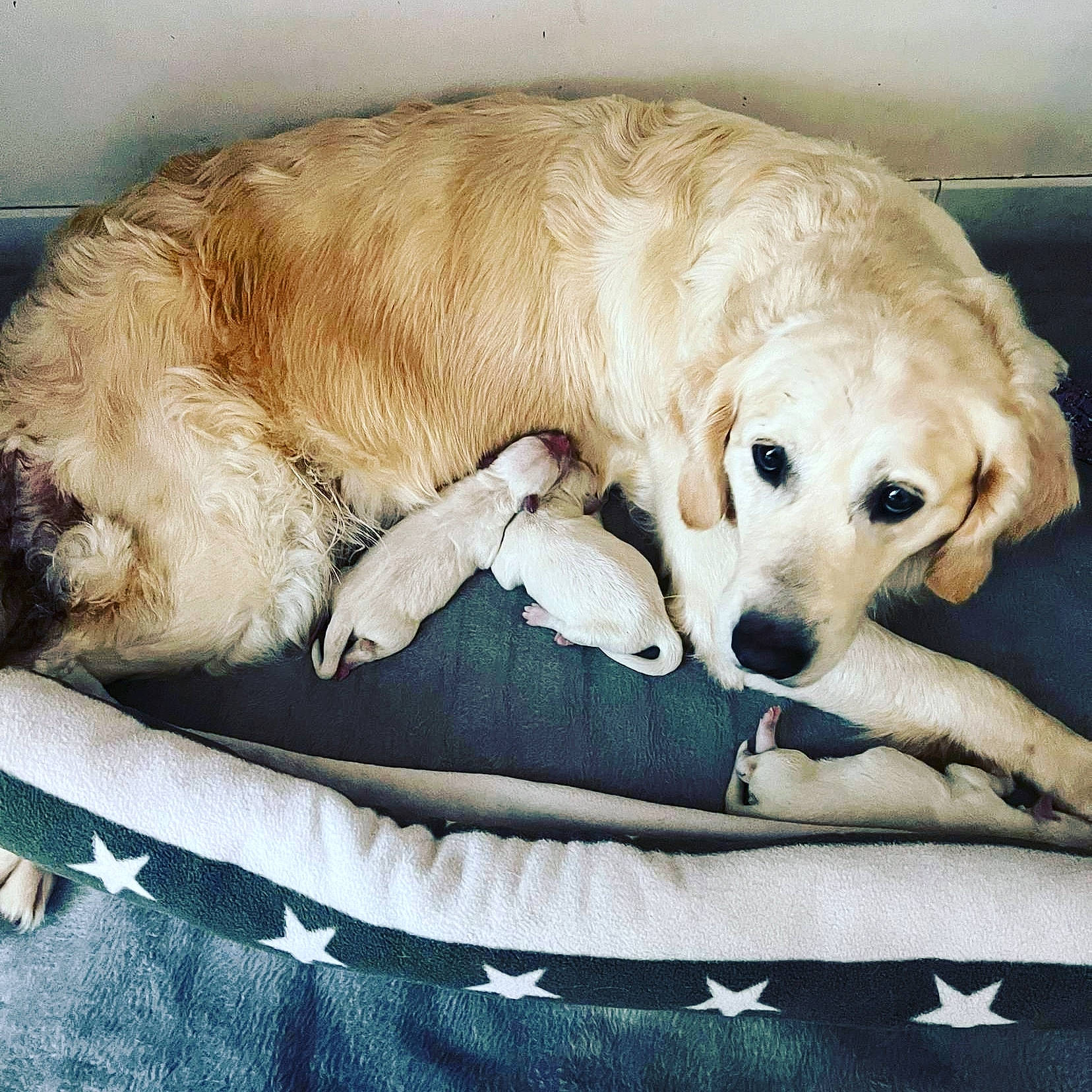 Panache participe au concours pour gagner de l'argent avec cette photo : bored, canidae, carnivore, comfort, companion_dog, dog, dog_breed, dog_supply, fawn, fur, labrador_retriever, linens, paw, puppy, snout, sporting_group, whiskers, working_animal