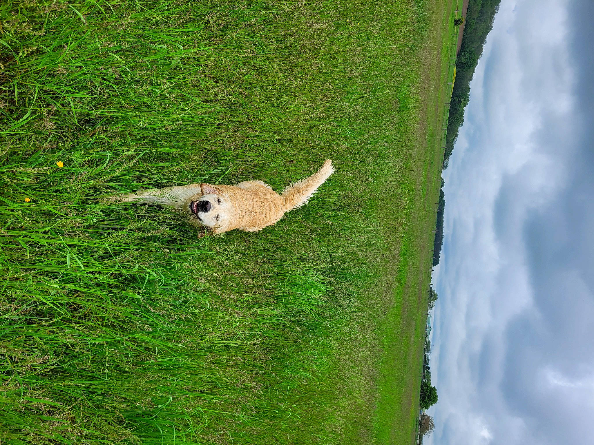 Panache participe au concours pour gagner de l'argent avec cette photo : _geese_and_swans, beak, cloud, ducks, fawn, field, grass, grassland, groundcover, landscape, meadow, natural_landscape, pasture, plant, prairie, sky, tail, terrestrial_animal, tree, trunk