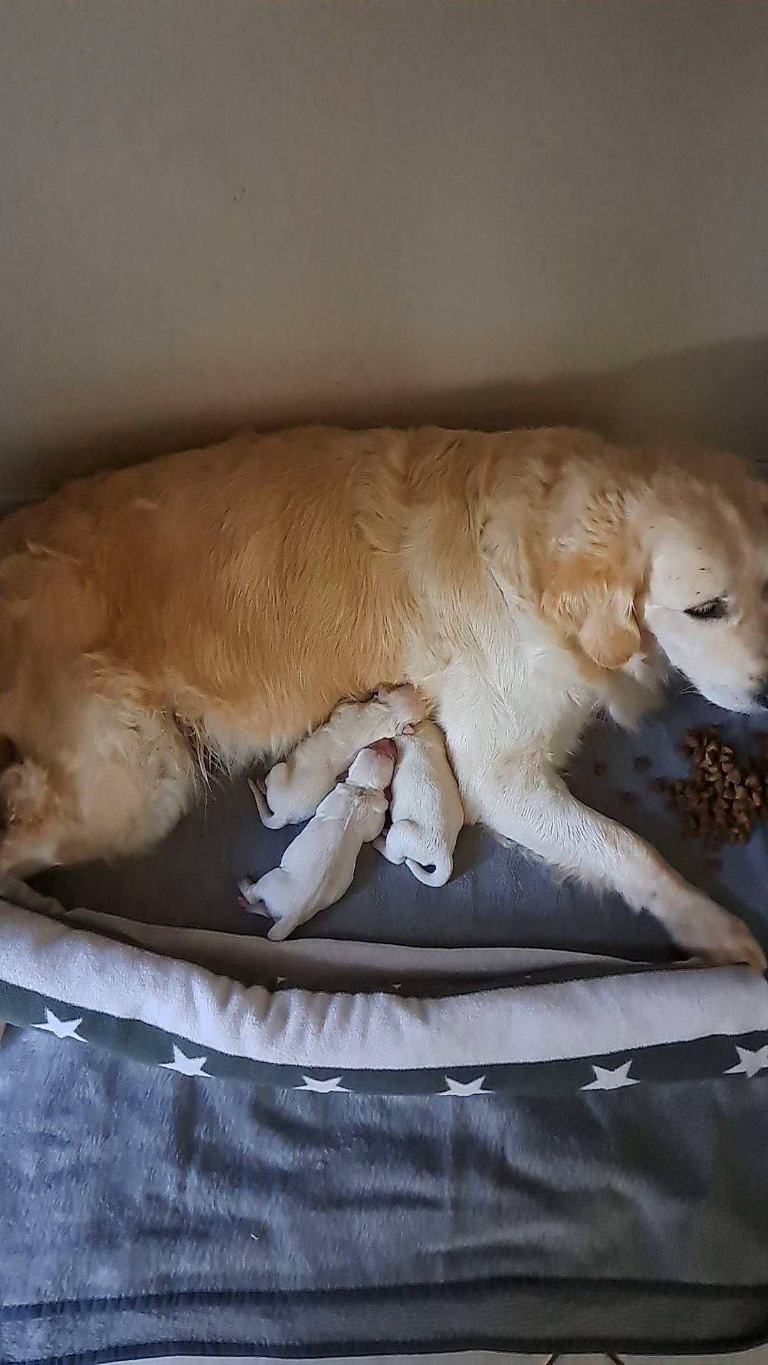Panache a rejoint le concours — aidez-le/la à gagner de superbes lots ! bed, canidae, carnivore, comfort, companion_dog, dog, dog_breed, duvet, fawn, felidae, fur, linens, liver, nap, paw, sleep, snout, sporting_group, tail, whiskers