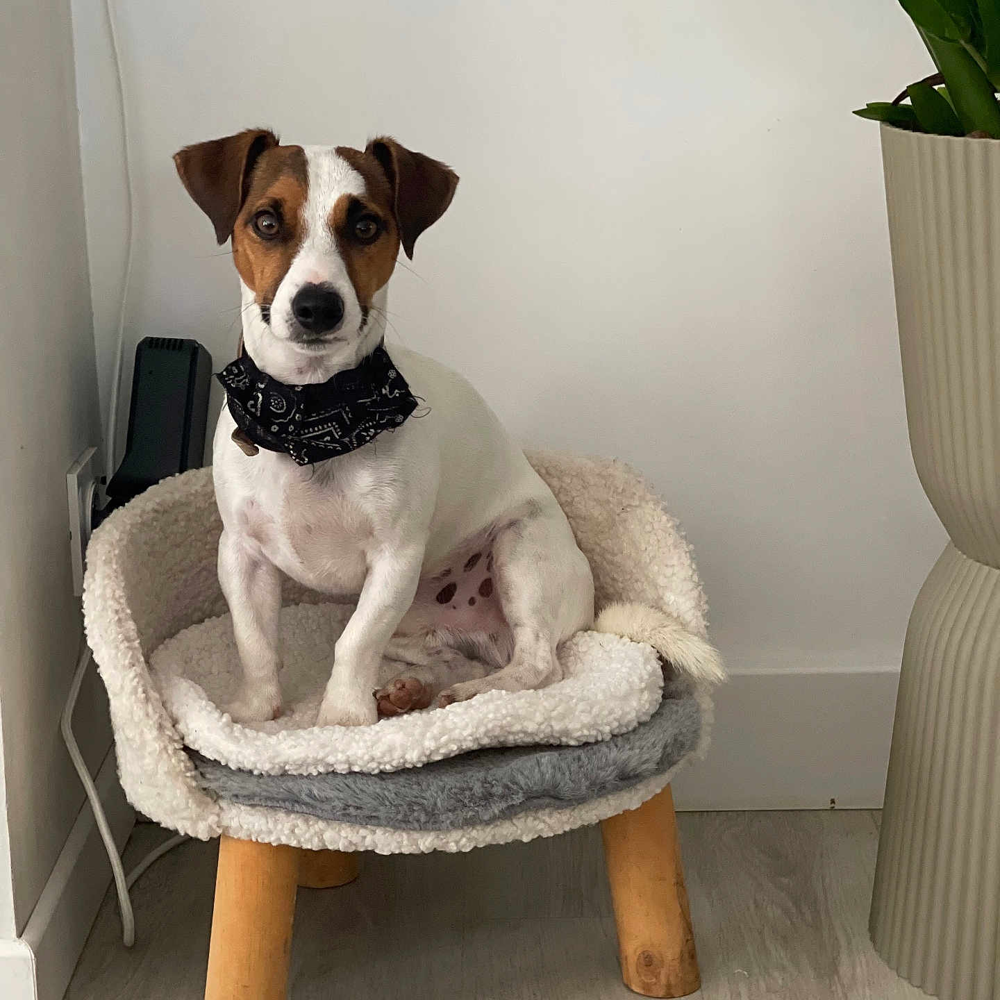 Otavio a rejoint le concours — aidez-le/la à gagner de superbes lots ! animal, canine, dog, dogbed, hound, person, pet, puppy, sitting