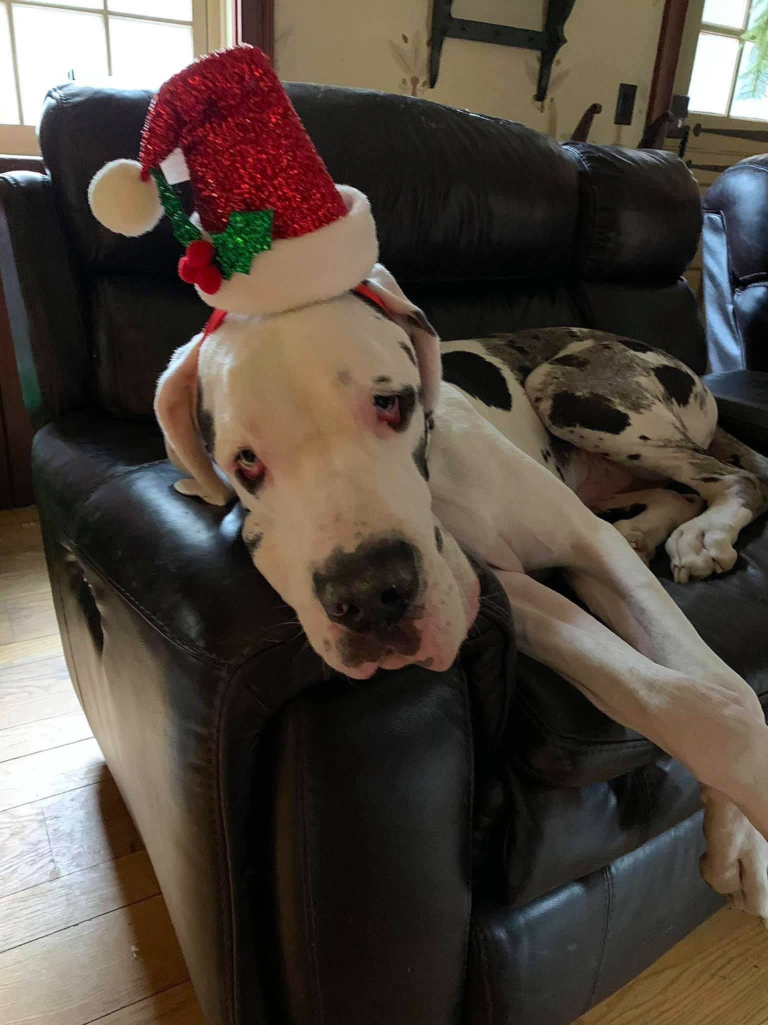 Jax joined the competition — help win amazing prizes! canidae, carnivore, collar, comfort, companion_dog, couch, dog, dog_breed, dog_supply, floor, flooring, hardwood, interior_design, laminate_flooring, living_room, pet_supply, snout, sporting_group, wood_flooring, working_animal