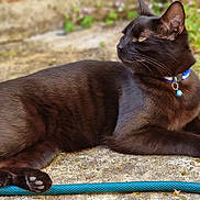 Pablo is registered to the contest to win money with this photo: black_cat, cat, pet, animal, outdoor, garden_hose, collar, bell, fur, relaxed, stone_surface, nature, curious, domestic_cat, whiskers, paw, side_profile, resting, summer, sunlight