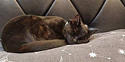 Pablo is registered to the contest to win money with this photo: cat, sleeping, black_cat, cushion, gray, stars, moon, indoor, resting, pet, fur, cozy, feline, tufted_background, animal, closeup, relaxation, peaceful, soft, domestic