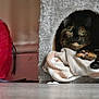 cat, tortoiseshell_cat, cat_house, blanket, indoor, pet, animal, feline, resting, cozy, paws, fur, play_tunnel, red, gray, soft, comfort, home, relaxed, domestic