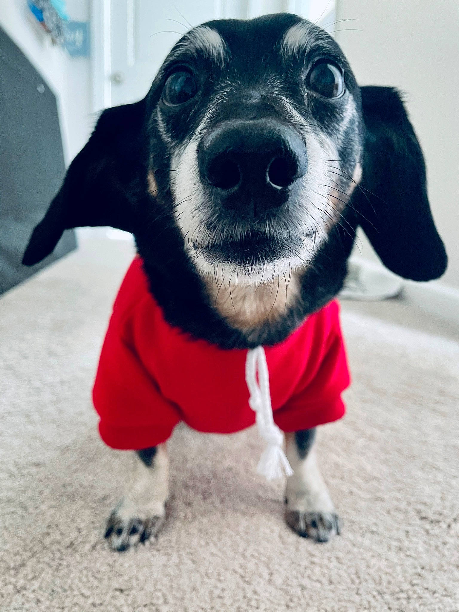 Percy is registered to the contest to win money with this photo: canidae, carnivore, collar, companion_dog, dog, dog_breed, dog_clothes, dog_supply, electric_blue, fawn, flooring, fur, grey, pet_supply, snout, sporting_group, terrestrial_animal, toy, whiskers, working_animal