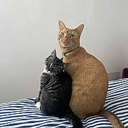 Soja Et Miso participe au concours pour gagner de l'argent avec cette photo : cat, orange_cat, black_and_white_cat, bed, striped_bedspread, pets, feline, animal, indoor, cute, companionship, whiskers, tail, ears, fur, looking, sitting, curious, domestic, resting
