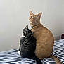 cat, orange_cat, black_and_white_cat, bed, striped_bedspread, pets, feline, animal, indoor, cute, companionship, whiskers, tail, ears, fur, looking, sitting, curious, domestic, resting