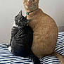 cat, cats, pet, animal, feline, tabby_cat, ginger_cat, black_cat, white_markings, bed, striped_bedspread, fur, whiskers, tail, domestic_cat, cute, indoor, two_animals, sitting, looking