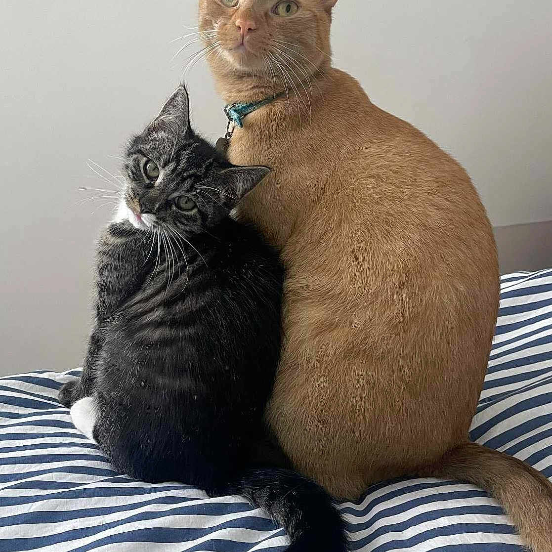 Soja Et Miso a rejoint le concours — aidez-le/la à gagner de superbes lots ! animal, bed, black_cat, cat, cats, cute, domestic_cat, feline, fur, ginger_cat, indoor, looking, pet, sitting, striped_bedspread, tabby_cat, tail, two_animals, whiskers, white_markings