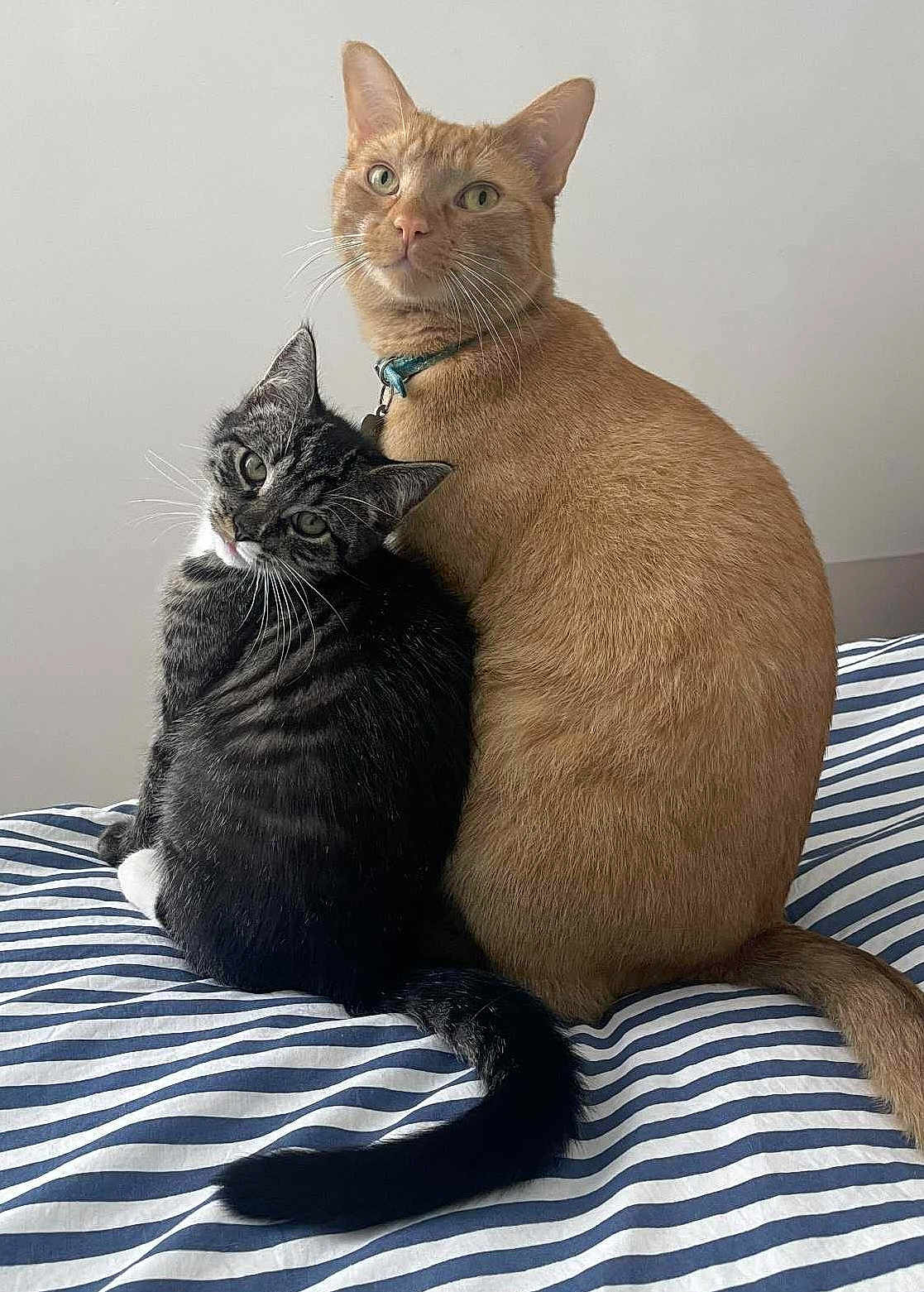 Soja Et Miso