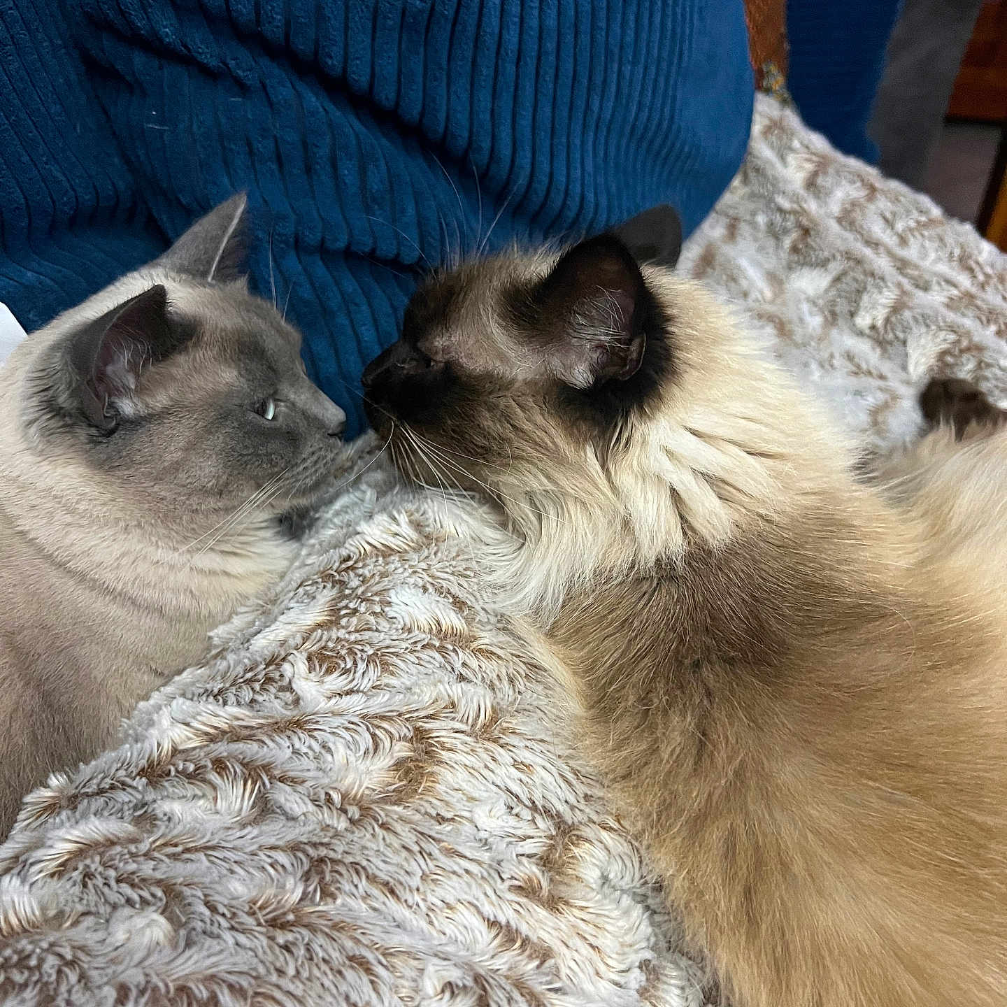 Isis Et Caramelle a rejoint le concours — aidez-le/la à gagner de superbes lots ! animal, blanket, blue_cushion, cat, closeup, companion, cozy, cute, feline, fluffy, fur, indoor, pet, relaxing, resting, side_profile, soft, texture, two_cats, whiskers