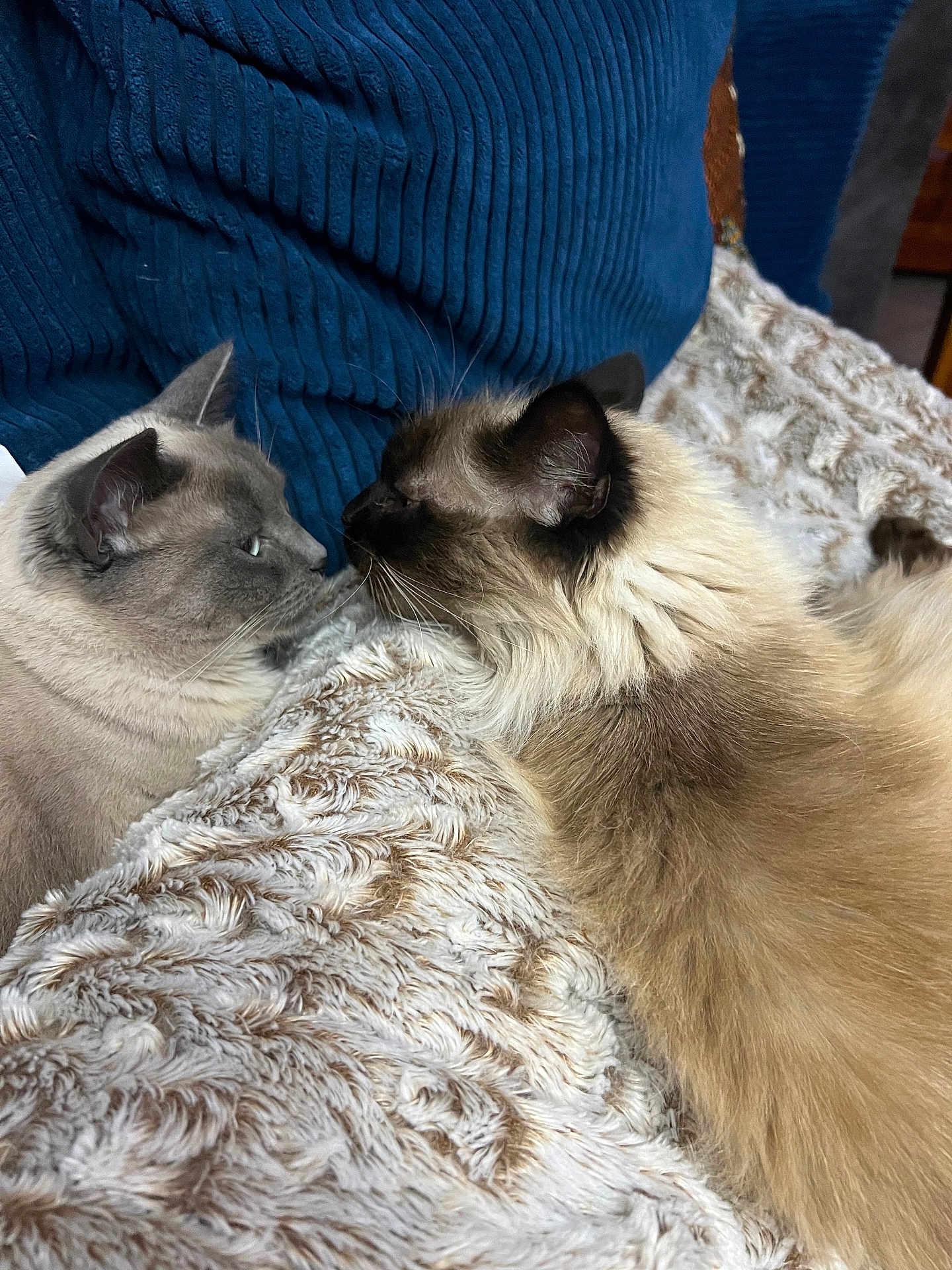 Isis Et Caramelle a rejoint le concours — aidez-le/la à gagner de superbes lots ! cat, feline, pet, animal, fluffy, cozy, blanket, indoor, closeup, two_cats, resting, fur, cute, companion, blue_cushion, texture, soft, whiskers, side_profile, relaxing