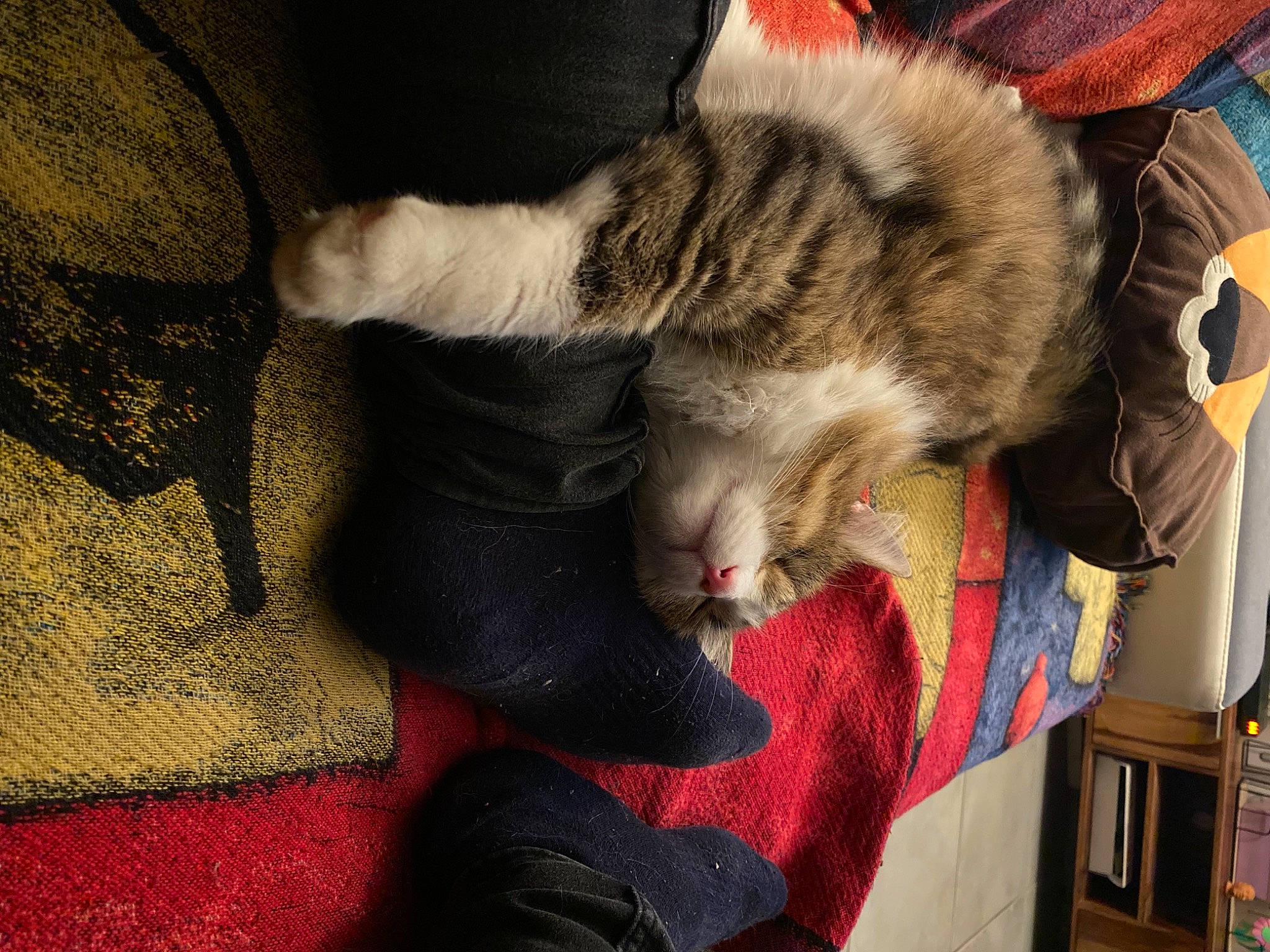 Otis participe au concours pour gagner de l'argent avec cette photo : bookcase, carnivore, cat, comfort, domestic_short_haired_cat, felidae, fur, paw, shelf, shelving, small_to_medium_sized_cats, sock, tabby_cat, tail, toe, whiskers