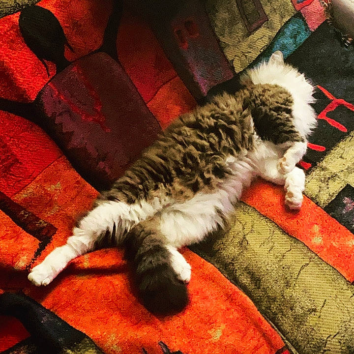 Otis a rejoint le concours — aidez-le/la à gagner de superbes lots ! armrest, carnivore, carpet, cat, claw, felidae, foot, fur, linens, mat, paw, rug, small_to_medium_sized_cats, tail, toe
