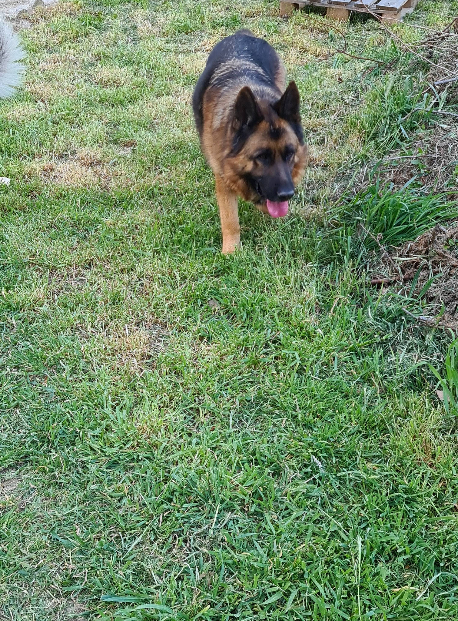 Milan a rejoint le concours — aidez-le/la à gagner de superbes lots ! carnivore, companion_dog, dog, dog_breed, east_european_shepherd, fawn, german_shepherd_dog, grass, grassland, groundcover, guard_dog, herding_dog, king_shepherd, lawn, old_german_shepherd_dog, plant, snout, tail, terrestrial_animal, working_dog