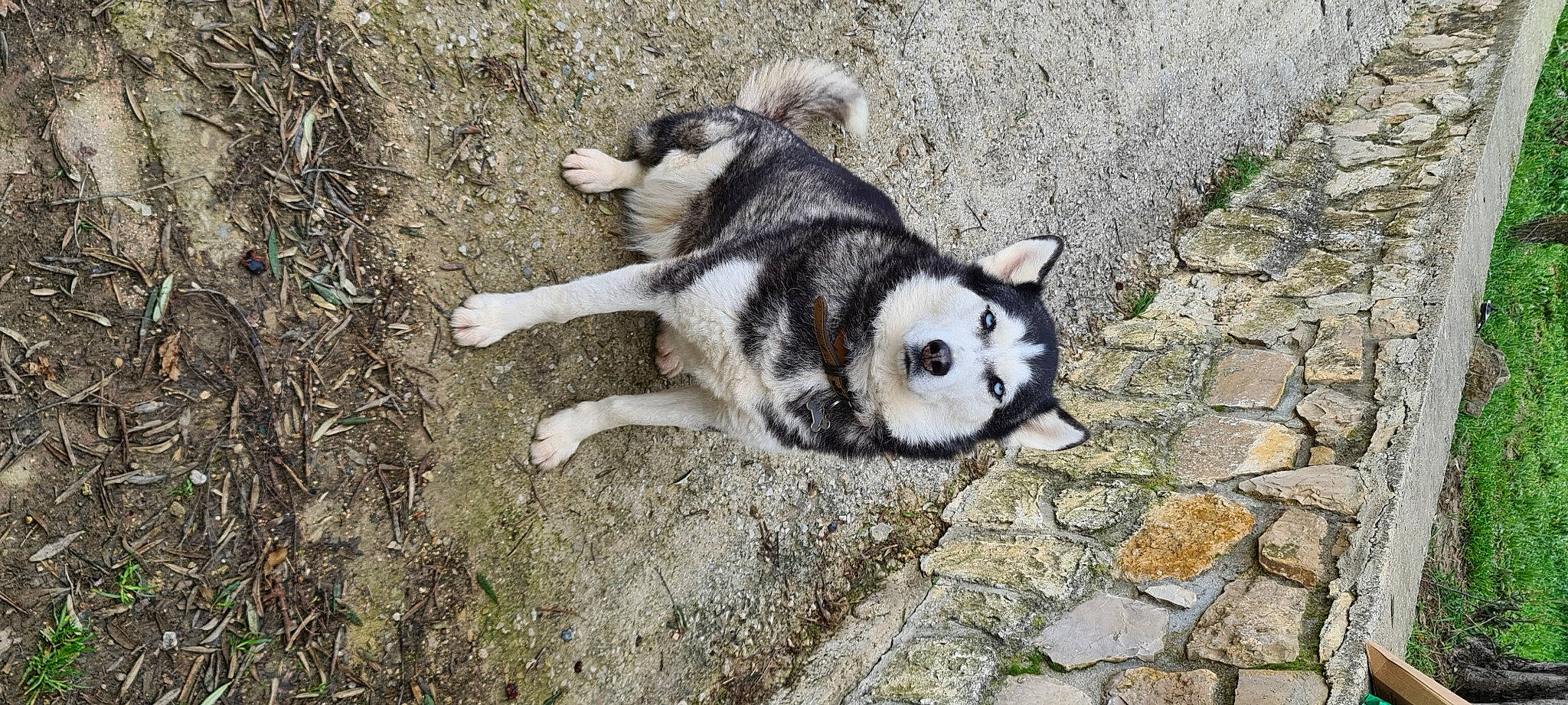 Nanook participe au concours pour gagner de l'argent avec cette photo : alaskan_klee_kai, canidae, canis, carnivore, cobblestone, companion_dog, dog, dog_breed, fur, siberian_husky, sled_dog, snout, soil, sporting_group, tail, terrestrial_animal, wildlife, wolf, working_animal, working_dog