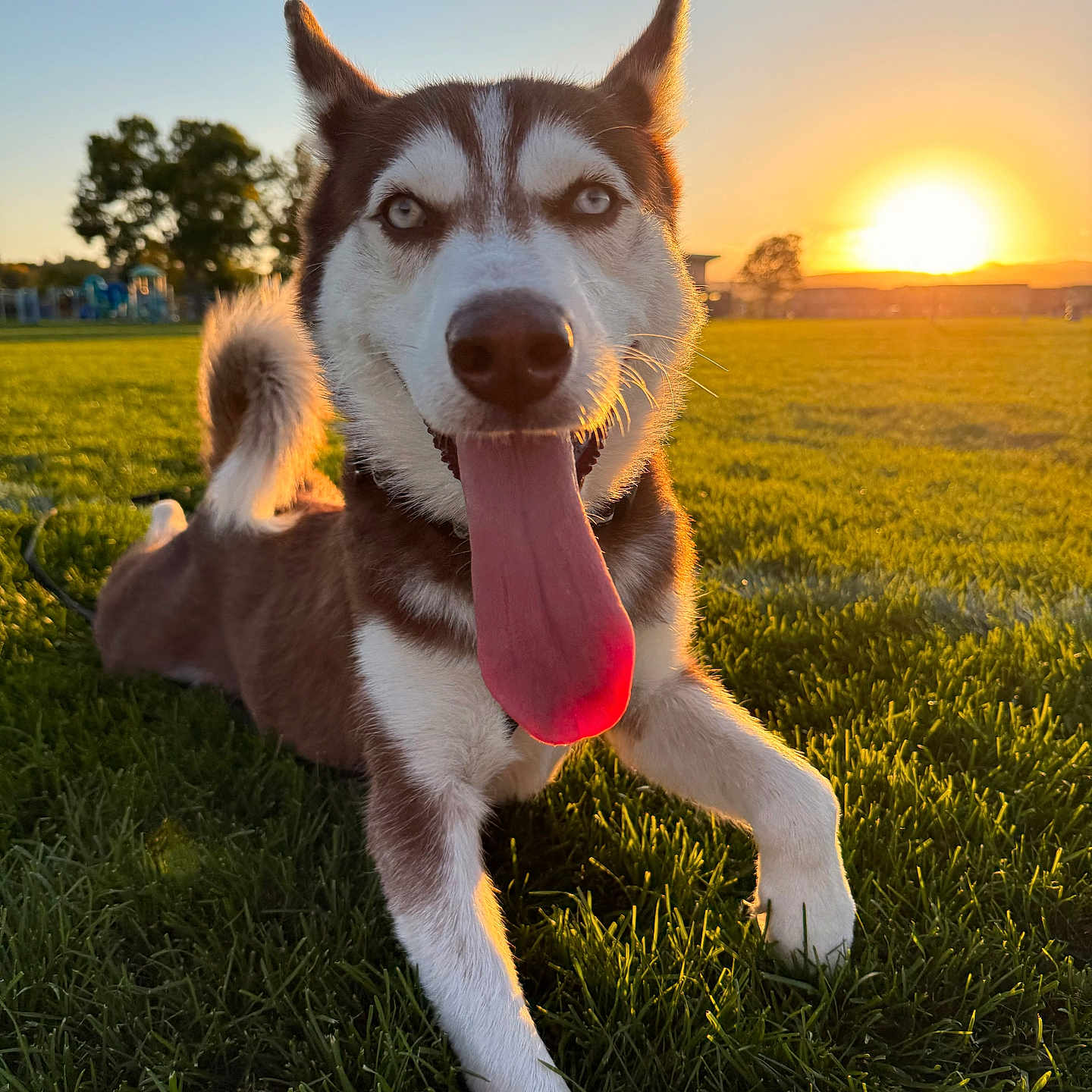 Diego joined the competition — help win amazing prizes! animal, architecture, bird, bodypart, building, canine, dog, field, grass, grassland, husky, mouth, nature, outdoors, person, pet, plant, puppy, sky, tongue
