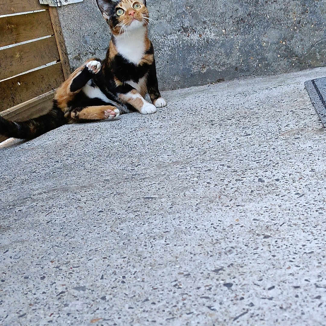 Minnie a rejoint le concours — aidez-le/la à gagner de superbes lots ! calico_cat, cat, animal, pet, sitting, concrete, outdoor, wooden_gate, wall, curious, hind_leg, texture, relaxed, looking_up, daylight, feline, domestic_animal, paw, ear, whiskers