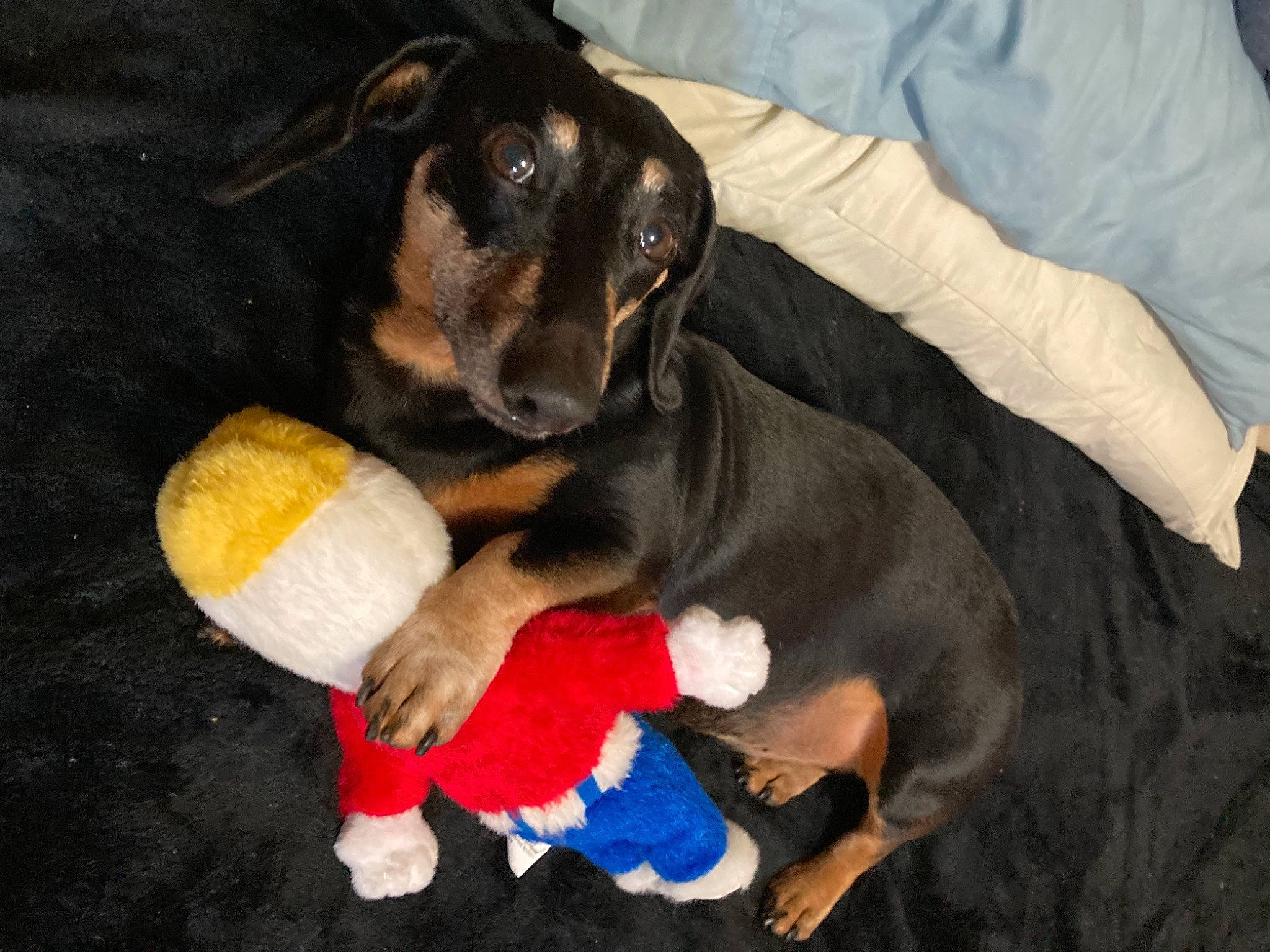 Hank joined the competition — help win amazing prizes! canidae, carnivore, comfort, companion_dog, dog, dog_breed, dog_supply, ear, fur, guard_dog, hound, paw, pinscher, plush, sporting_group, stuffed_toy, tail, toy, working_animal, working_dog