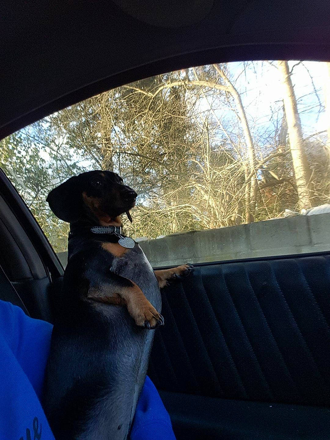 Hank joined the competition — help win amazing prizes! auto_part, automotive_exterior, automotive_mirror, car_seat_cover, carnivore, companion_dog, dog, dog_breed, electric_blue, fawn, glass, hat, shade, sky, snout, sporting_group, tints_and_shades, tree, vehicle_door, windshield