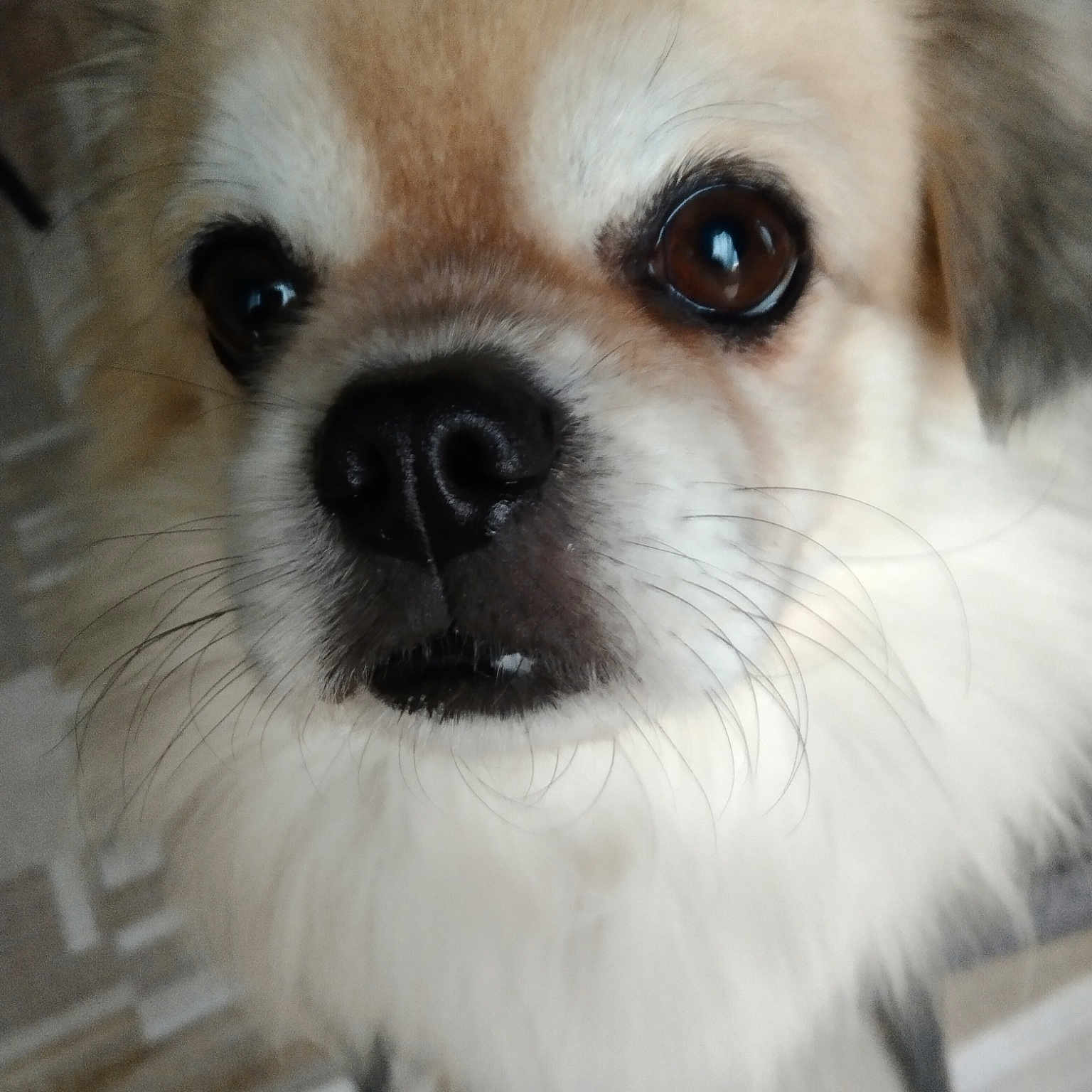 Norbu